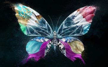 Artwork, Butterfly, Dark Background, Insect, Simple Background Wallpaper