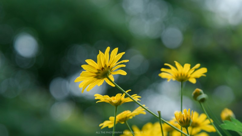 Closeup, Flowers, Nature, Blurred Wallpaper