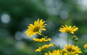 Closeup, Flowers, Nature, Blurred Wallpaper