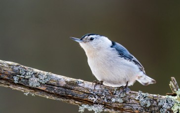 Nuthatch, Nature, Photography, Blurry Background Wallpaper