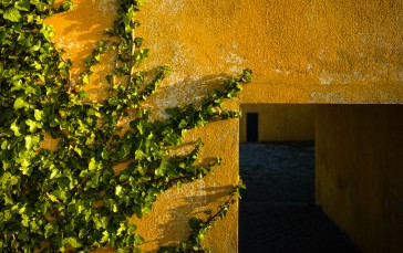 Trey Ratcliff, Photography, Lisbon, Portugal, Wall, Ivy Wallpaper