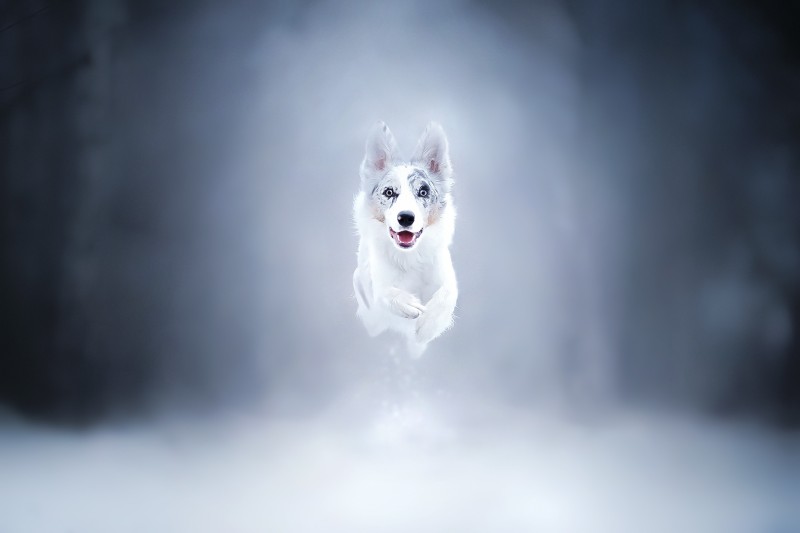 Animals, Dog, Snow Wallpaper