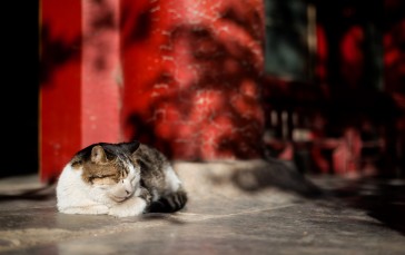 Forbidden City, Architecture, Palace, Cats Wallpaper
