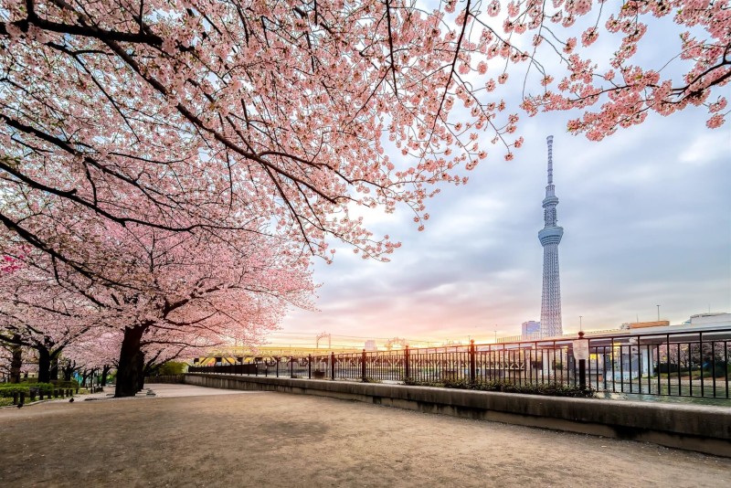 Tokyo, Japan, Cherry Blossom, Trees Wallpaper