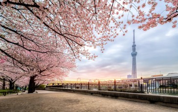 Tokyo, Japan, Cherry Blossom, Trees Wallpaper