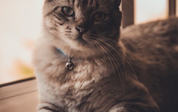 Cats, Cat Eyes, Cat Ears, Animals Wallpaper