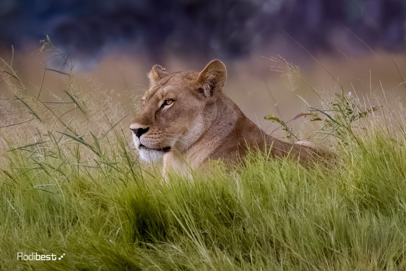 Rodi Almog, Lion, Field, Looking Away, Wind, Animals Wallpaper