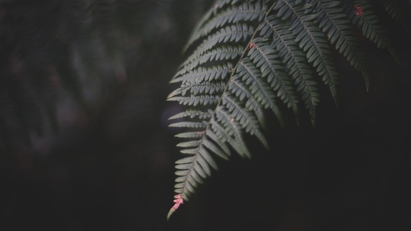 Photography, Forest, Macro, Depth of Field Wallpaper