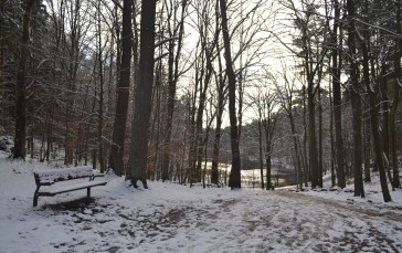 Park, Lake, Winter, Nature Wallpaper