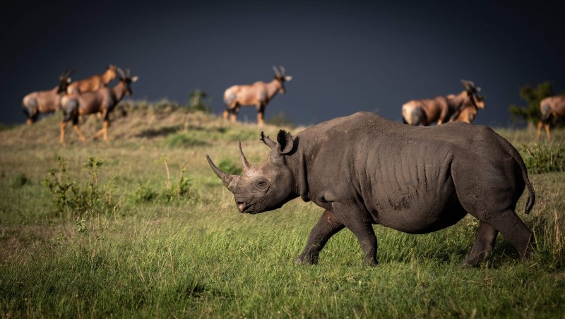 Rhino, Wildlife, Animals, Nature, Grass Wallpaper