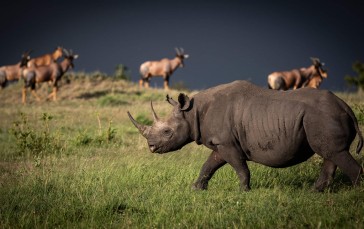 Rhino, Wildlife, Animals, Nature, Grass Wallpaper
