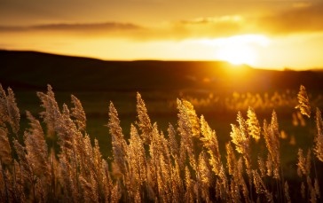 Sunset, Landscape, Nature, Wheat Wallpaper