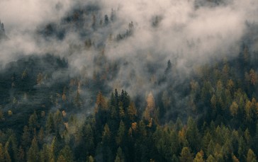 Forest, Nature, Mist, Trees, Landscape Wallpaper