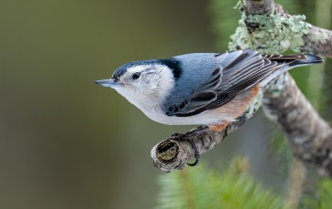 Nuthatch, Nature, Photography, Blurry Background, Depth of Field, Birds Wallpaper
