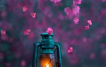 Flowers, Pink, Nature, Photography Wallpaper