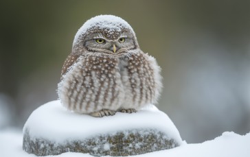 AI Art, Winter, Snow, Frost, Owl, Animals Wallpaper