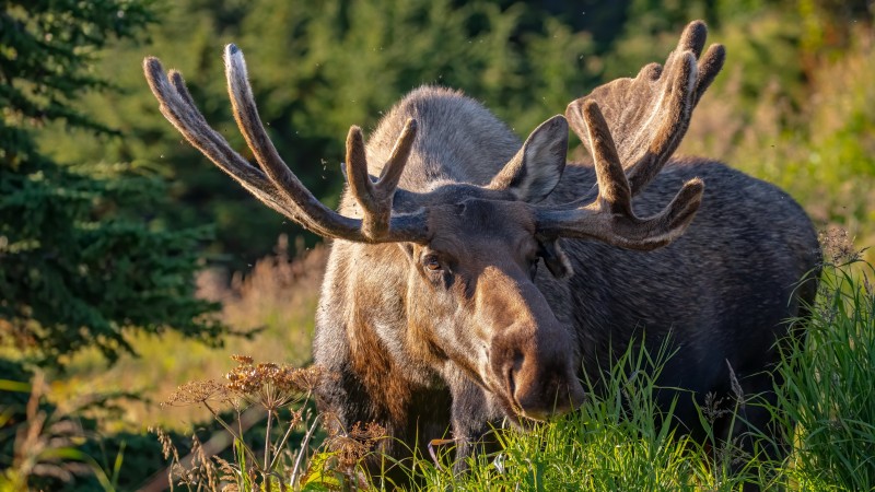 Moose, Nature, Depth of Field, Animals, Mammals Wallpaper