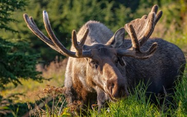 Moose, Nature, Depth of Field, Animals, Mammals Wallpaper