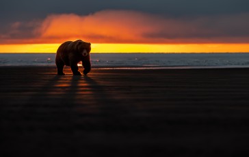 Animals, Sunlight, Sunset Glow, Clouds, Bears Wallpaper