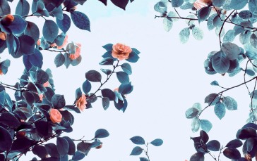 Flowers, Rose, Trees, Branch Wallpaper