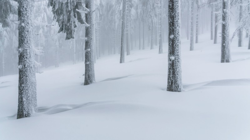 Winter, Snow, Forest, Pastel Wallpaper