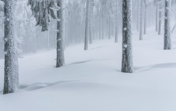 Winter, Snow, Forest, Pastel Wallpaper