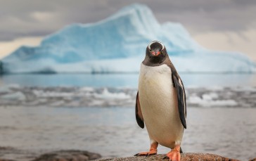 Penguins, Iceberg, Nature, Looking at Viewer, Snow Wallpaper