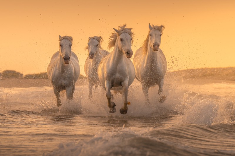 Horse, Animals, Water, Sunset Glow Wallpaper