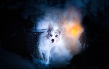 Animals, Dog, Snow Wallpaper