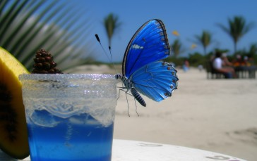 AI Art, Drink, Beach, Butterfly Wallpaper