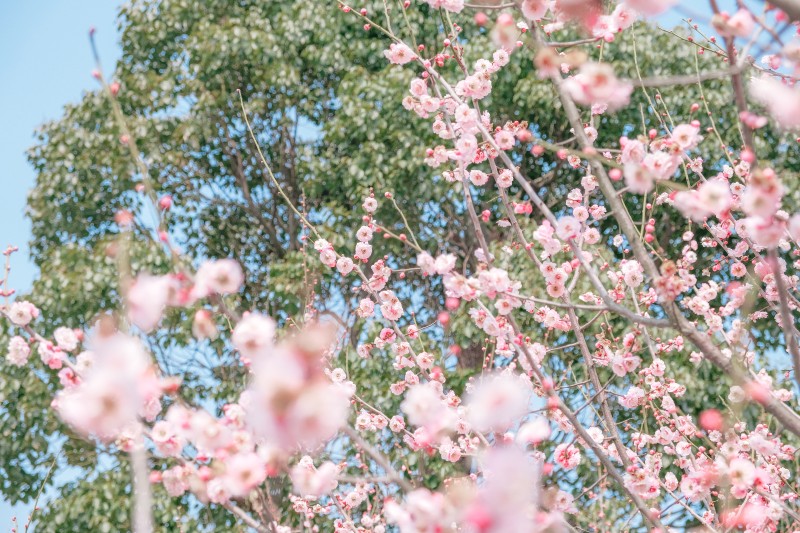Flowers, Cherry Blossom, Trees, Branch Wallpaper