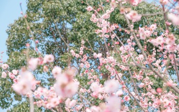 Flowers, Cherry Blossom, Trees, Branch Wallpaper