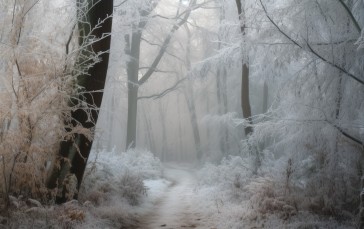 AI Art, Forest, Frost, Path, Nature Wallpaper