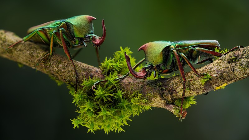 Macro, Beetle, Moss, Branch, Nature Wallpaper