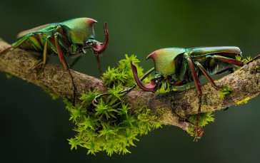 Macro, Beetle, Moss, Branch, Nature Wallpaper