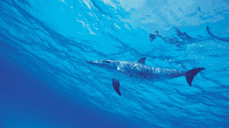 Dolphin, Sea, Water, Underwater Wallpaper