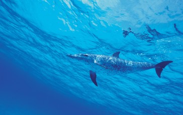 Dolphin, Sea, Water, Underwater Wallpaper