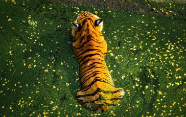 Animals, Tiger, Top View, Nature, Flowers Wallpaper
