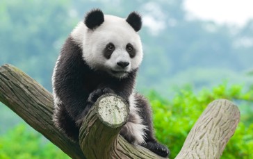 Animals, Panda, Nature Wallpaper