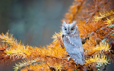 Owl, Trees, Animals, Nature Wallpaper