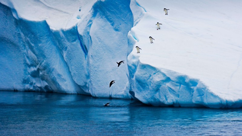 Penguins, Winter, Ice, Animals, Nature, Water Wallpaper
