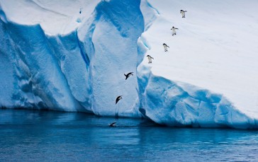 Penguins, Winter, Ice, Animals, Nature, Water Wallpaper