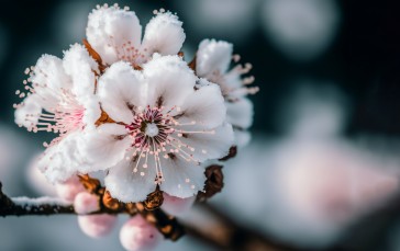 Frost, Flowers, Cherry Blossom, Closeup Wallpaper