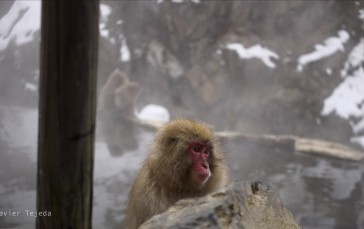 Japan, Nature, Snow, Monkey Wallpaper