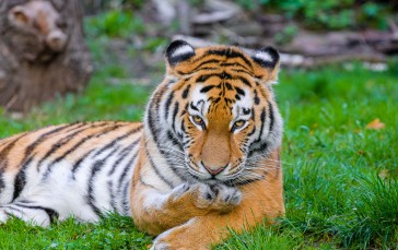 Tiger, Wildlife, Animals, Nature Wallpaper
