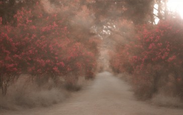 AI Art, Painting, Mist, Forest Wallpaper