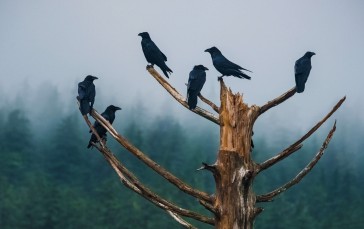 Raven, Trees, Animals, Nature Wallpaper