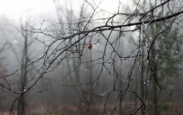 Nature, Rain, Branch, Water Drops Wallpaper