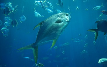 Fish, Animals, Nature, Asian Pompano, Aquarium Wallpaper
