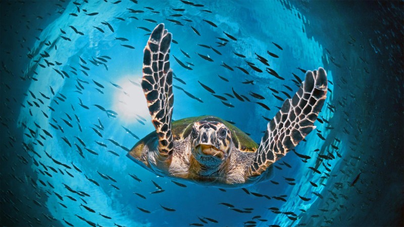 Sea, Underwater, Sea Life, Turtle Wallpaper